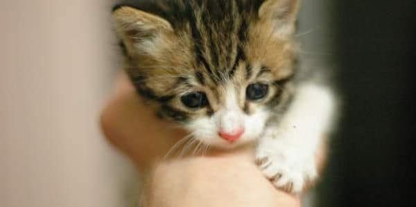 芋妮貓寵物生活館