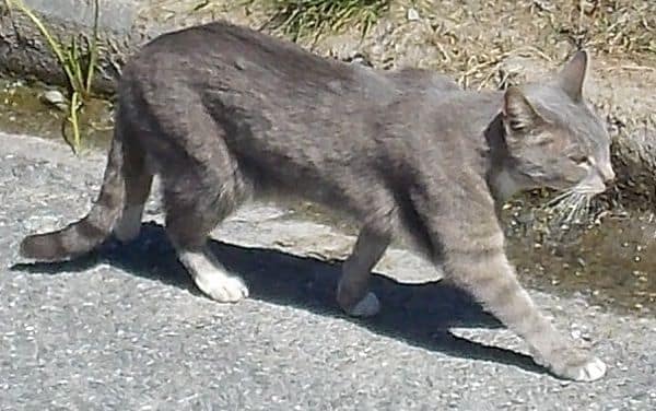 麥可寵物專業基地屏東所