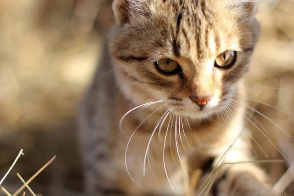 沐森琳寵物商行