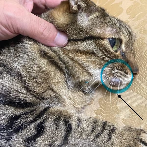 【急尋】混種貓 - 臺中市南屯區萬和路一段35-18號一樓 (虎斑貓，黑灰，棕色)