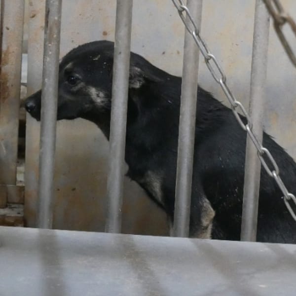 【待認養】混種犬 狗 (男生) - 臺南市動物之家善化站