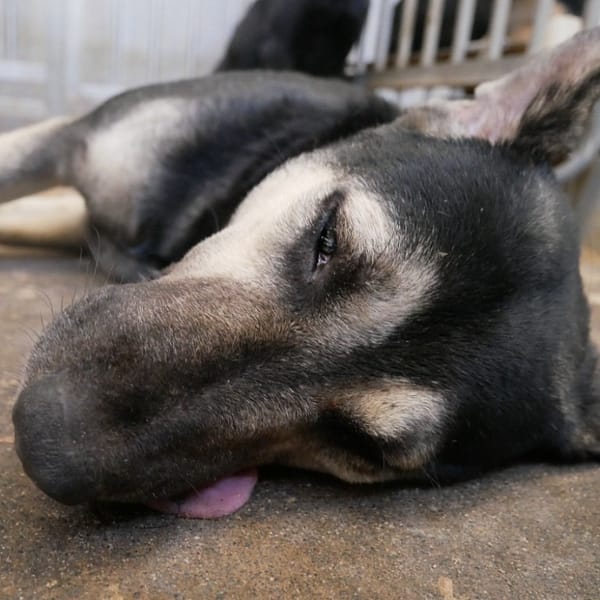 【待認養】混種犬 狗 (男生) - 臺南市動物之家善化站