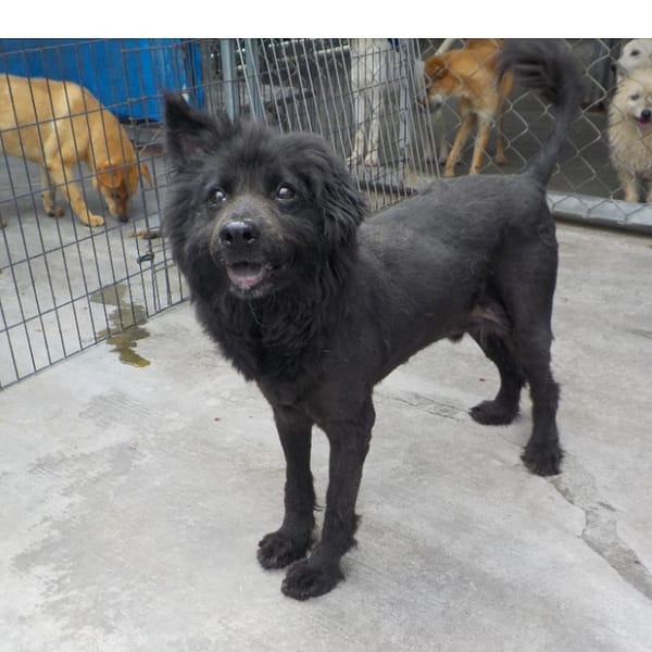 【待認養】混種犬 狗 (男生) - 南投縣公立動物收容所