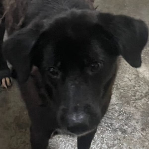 【待認養】混種犬 狗 (女生) - 澎湖縣流浪動物收容中心