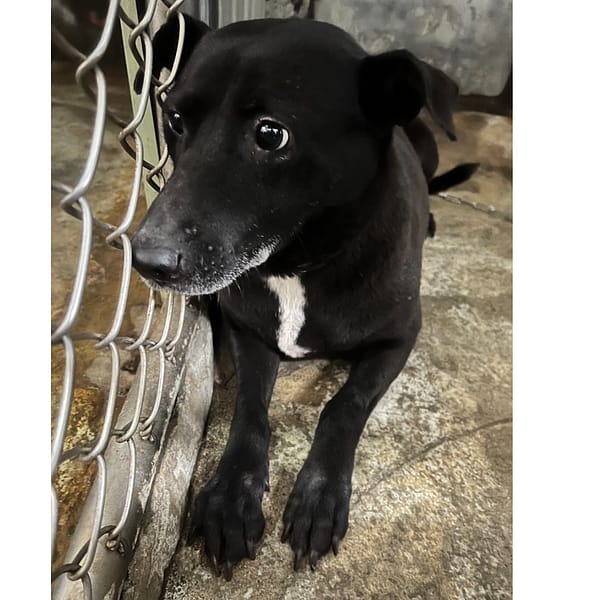 【待認養】混種犬 狗 (女生) - 新北市三芝區公立動物之家