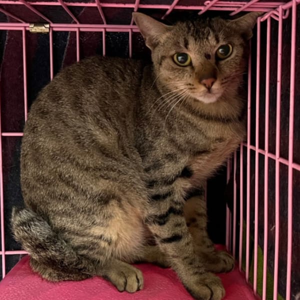 【待認養】混種貓 貓 (女生) - 臺北市動物之家