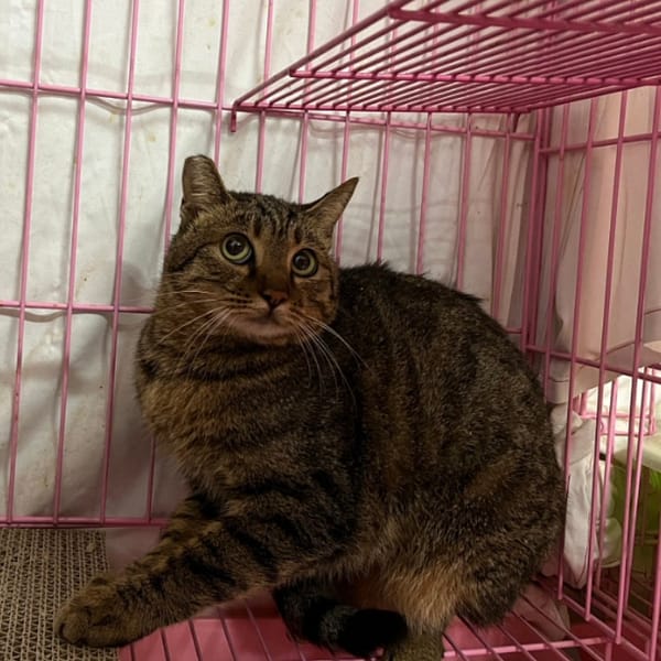 【待認養】混種貓 貓 (女生) - 臺北市動物之家