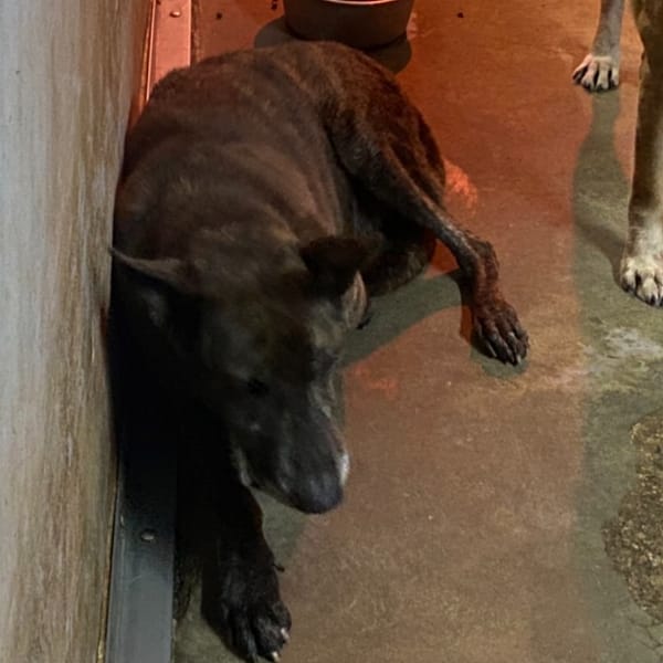 【待認養】混種犬 狗 (男生) - 新北市五股區公立動物之家