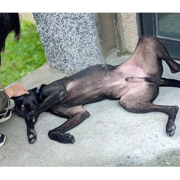 【待認養】混種犬 狗 (男生) - 花蓮縣狗貓躍動園區
