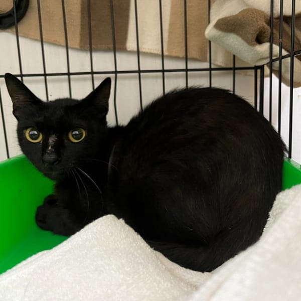 【待認養】混種貓 貓 (女生) - 臺北市動物之家