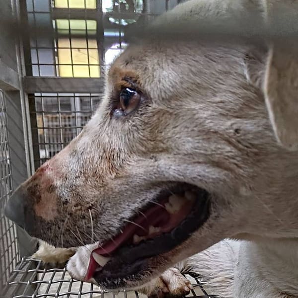 【待認養】混種犬 狗 (男生) - 臺南市動物之家善化站