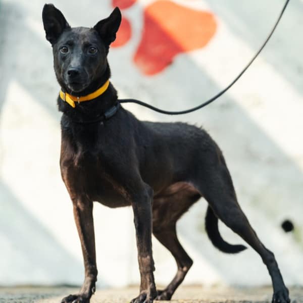 【待認養】混種犬 狗 (女生) - 新北市五股區公立動物之家