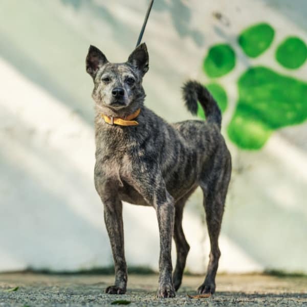 【待認養】混種犬 狗 (女生) - 新北市五股區公立動物之家
