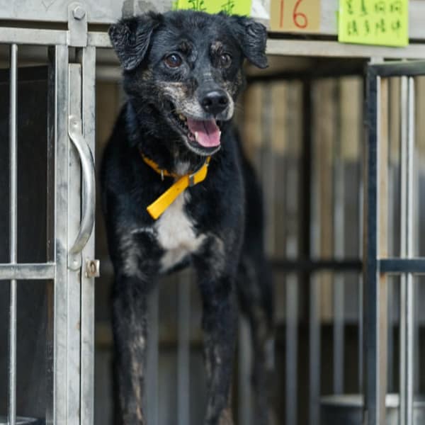 【待認養】混種犬 狗 (女生) - 新北市五股區公立動物之家
