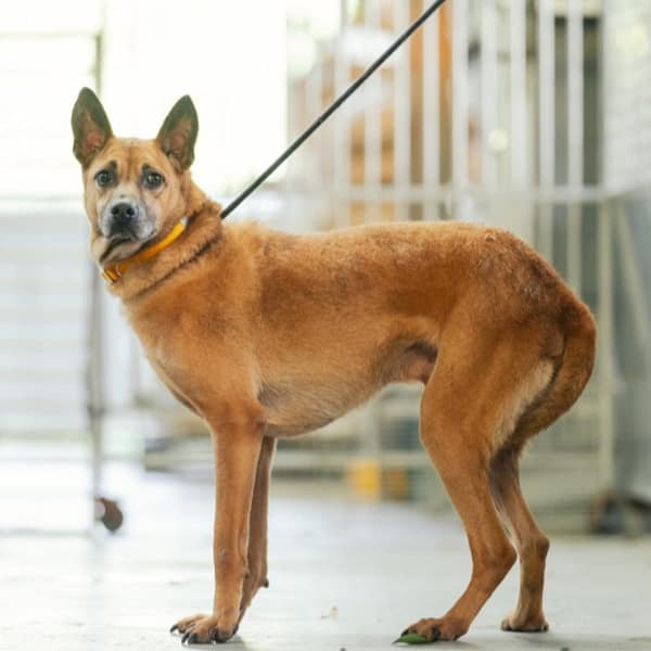 【待認養】混種犬 狗 (男生) - 新北市五股區公立動物之家