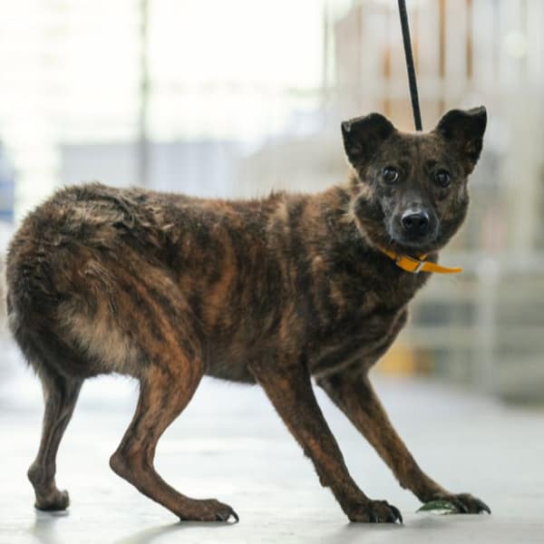 【待認養】混種犬 狗 (女生) - 新北市五股區公立動物之家