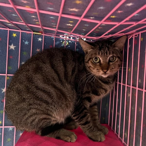 【待認養】混種貓 貓 (男生) - 臺北市動物之家