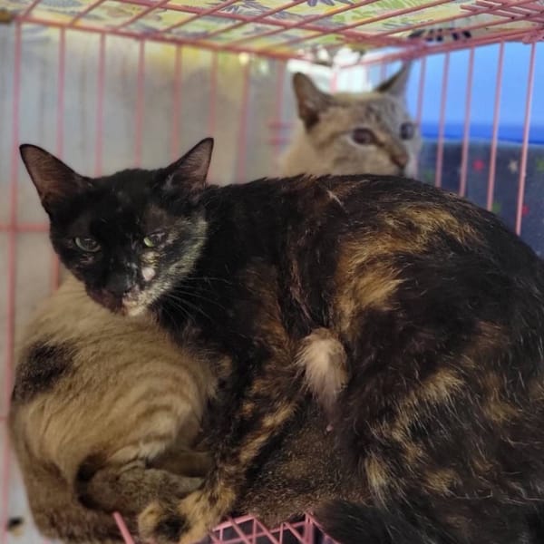 【待認養】混種貓 貓 (女生) - 臺北市動物之家