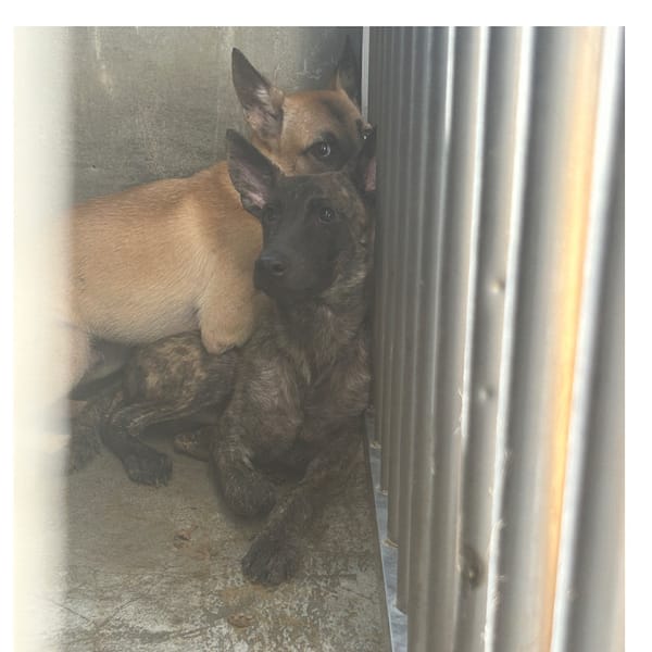 【待認養】混種犬 狗 (男生) - 澎湖縣流浪動物收容中心