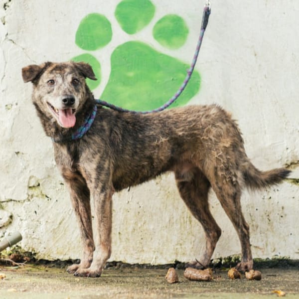 【待認養】混種犬 狗 (男生) - 新北市五股區公立動物之家