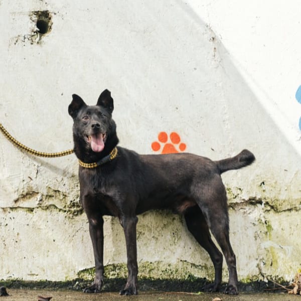 【待認養】混種犬 狗 (男生) - 新北市五股區公立動物之家