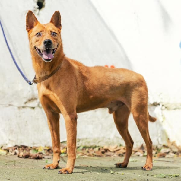 【待認養】混種犬 狗 (男生) - 新北市五股區公立動物之家