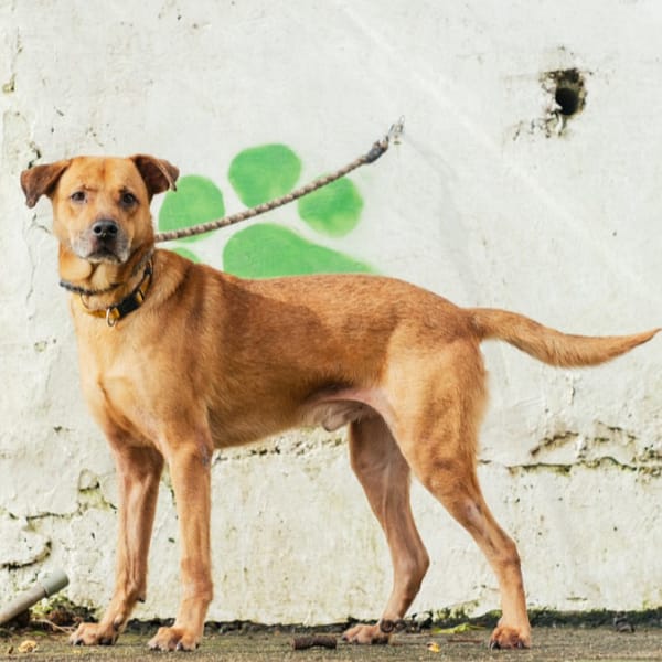 【待認養】混種犬 狗 (男生) - 新北市五股區公立動物之家