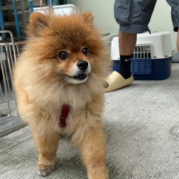 【待認養】博美犬 狗 (男生) - 臺北市動物之家