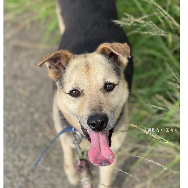 【待認養】混種犬 狗 (男生) - 臺南市動物之家灣裡站
