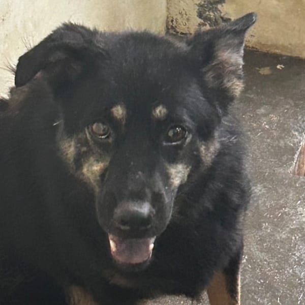 【待認養】混種犬 狗 (男生) - 澎湖縣流浪動物收容中心