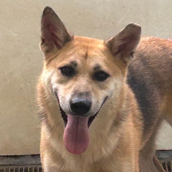 【待認養】混種犬 狗 (男生) - 澎湖縣流浪動物收容中心