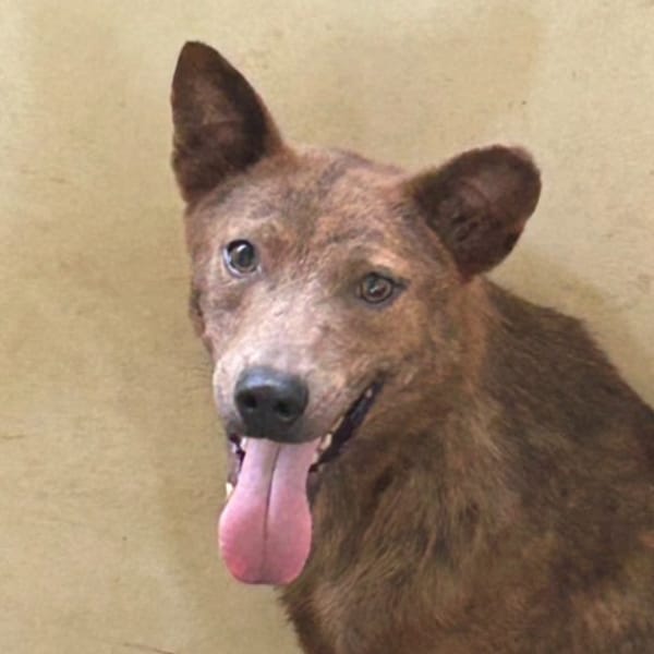 【待認養】混種犬 狗 (男生) - 澎湖縣流浪動物收容中心