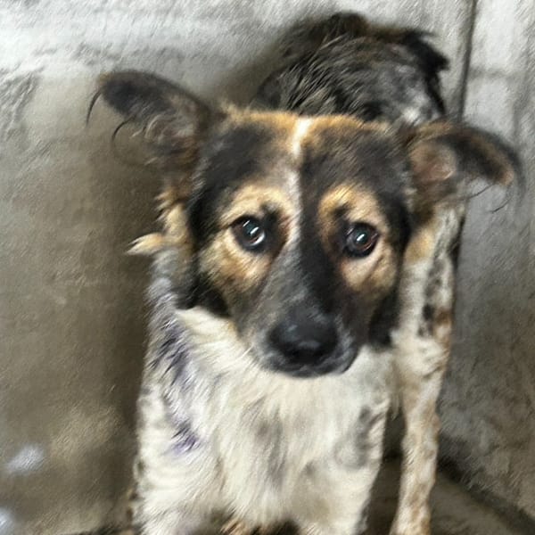 【待認養】混種犬 狗 (男生) - 澎湖縣流浪動物收容中心