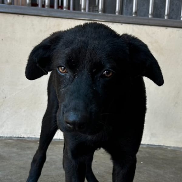 【待認養】混種犬 狗 (男生) - 澎湖縣流浪動物收容中心