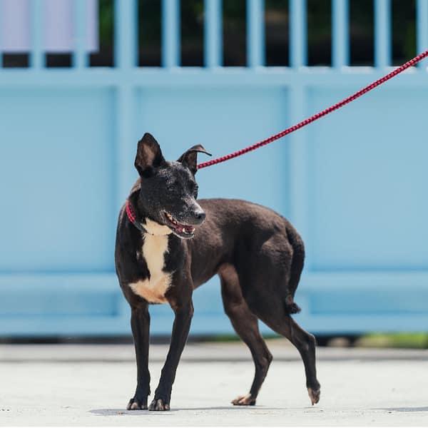 【待認養】混種犬 狗 (女生) - 新北市八里區公立動物之家