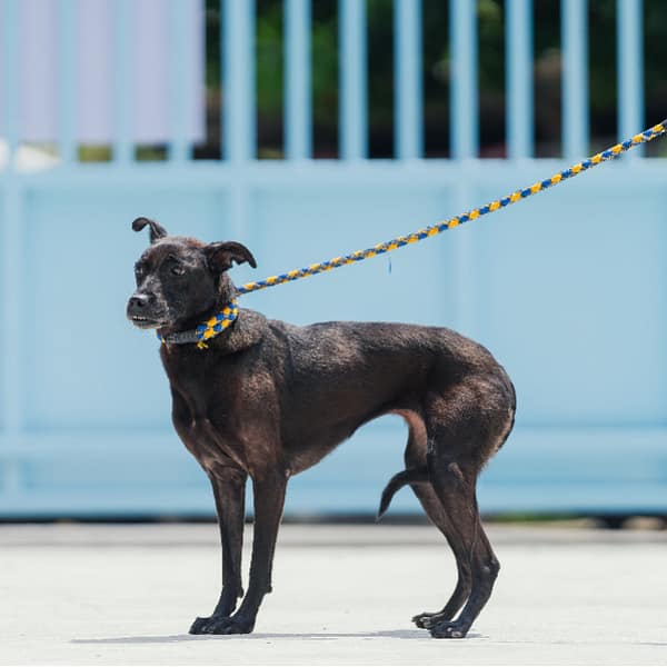 【待認養】混種犬 狗 (女生) - 新北市八里區公立動物之家