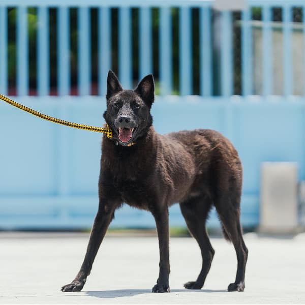 【待認養】混種犬 狗 (男生) - 新北市八里區公立動物之家