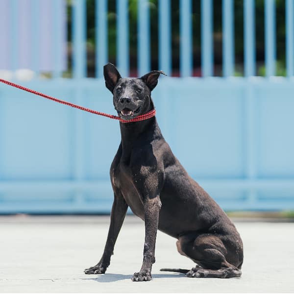 【待認養】混種犬 狗 (女生) - 新北市八里區公立動物之家