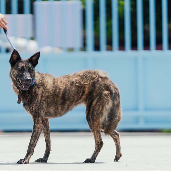 【待認養】混種犬 狗 (女生) - 新北市八里區公立動物之家