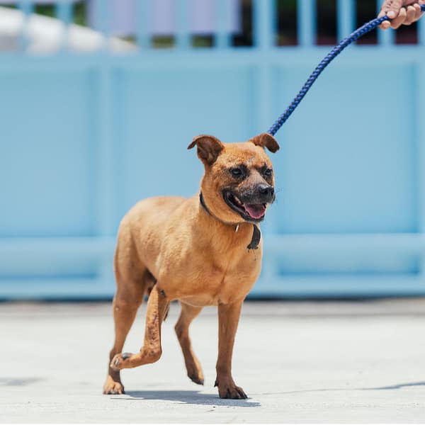 【待認養】混種犬 狗 (男生) - 新北市八里區公立動物之家