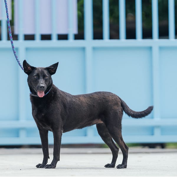 【待認養】混種犬 狗 (女生) - 新北市八里區公立動物之家