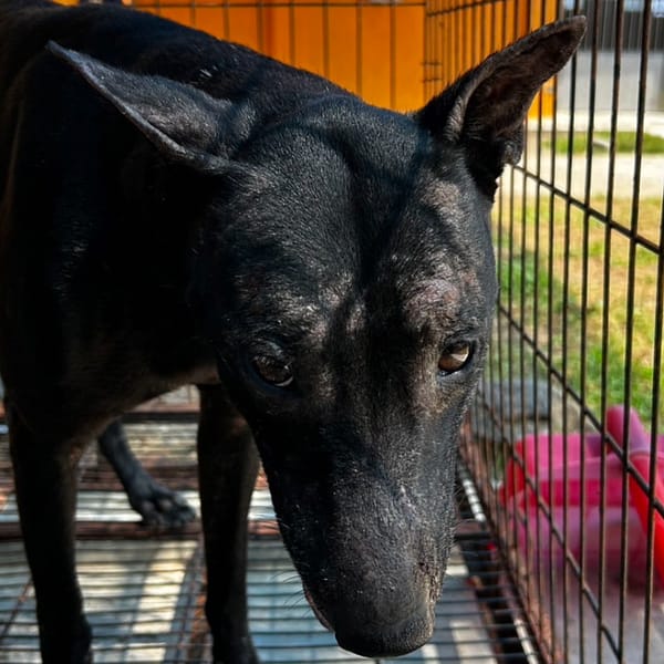 【待認養】混種犬 狗 (男生) - 澎湖縣流浪動物收容中心