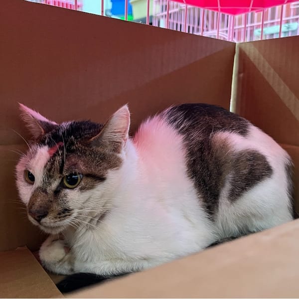 【待認養】混種貓 貓 (男生) - 臺北市動物之家