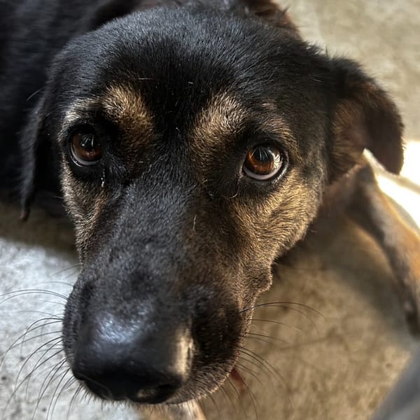 【待認養】混種犬 狗 (女生) - 澎湖縣流浪動物收容中心