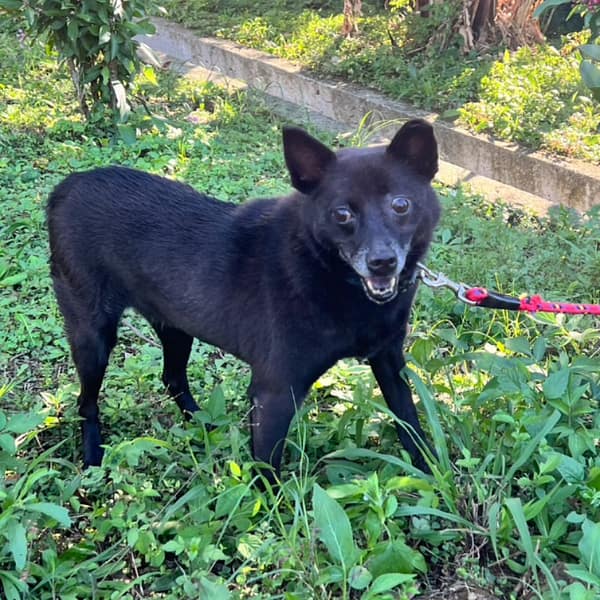 【待認養】混種犬 狗 (女生) - 新北市三芝區公立動物之家