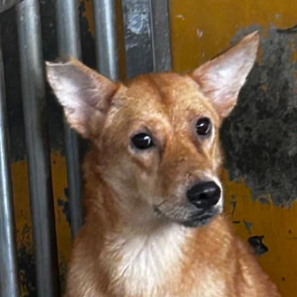 【待認養】混種犬 狗 (女生) - 澎湖縣流浪動物收容中心