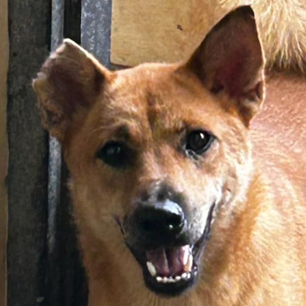 【待認養】混種犬 狗 (女生) - 澎湖縣流浪動物收容中心