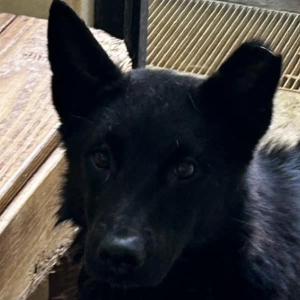 【待認養】混種犬 狗 (男生) - 澎湖縣流浪動物收容中心