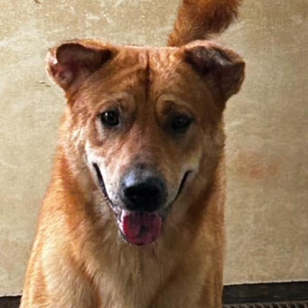 【待認養】混種犬 狗 (男生) - 澎湖縣流浪動物收容中心