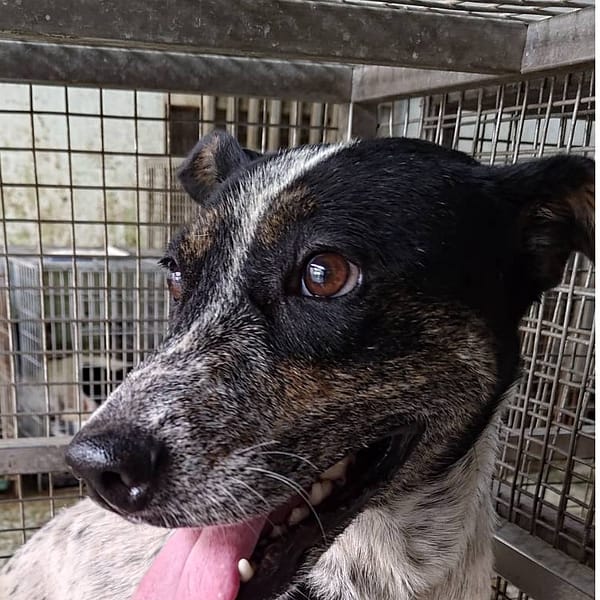 【待認養】混種犬 狗 (男生) - 臺南市動物之家善化站